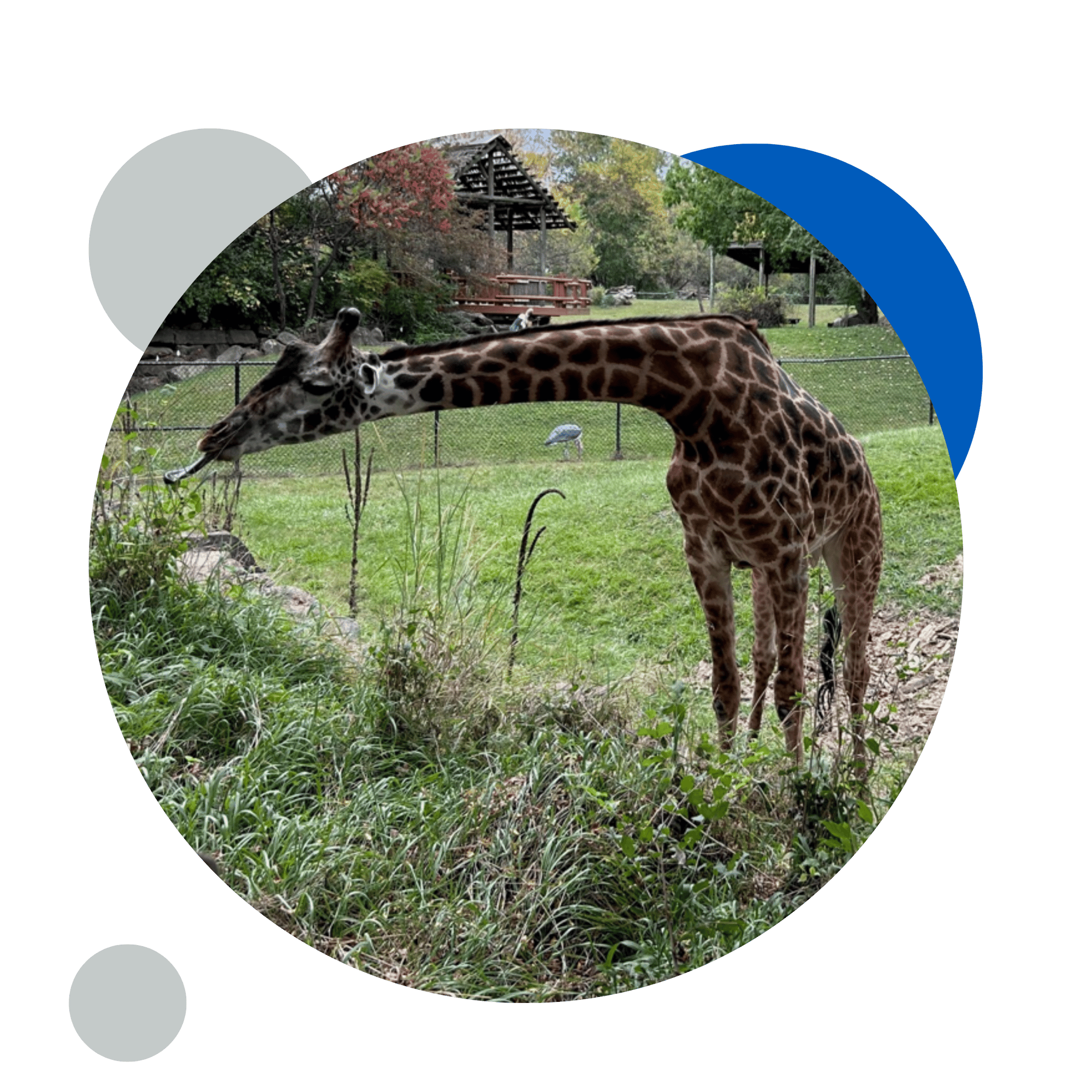 Cleveland Zoo Giraffe (1)